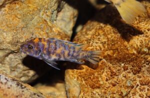 Metriaclima estherae 'Minos Reef'